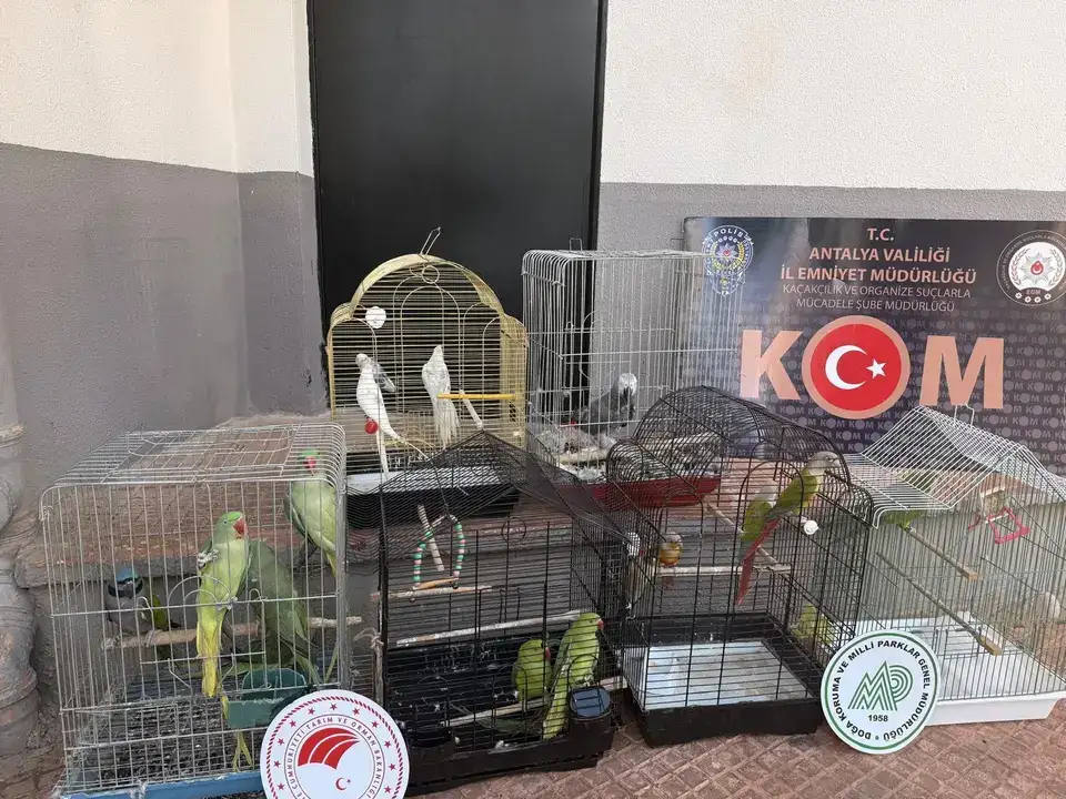 Tarihi Eserden Papağanlara Antalya’da Kaçakçılara Darbe 9